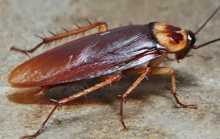 cockroach