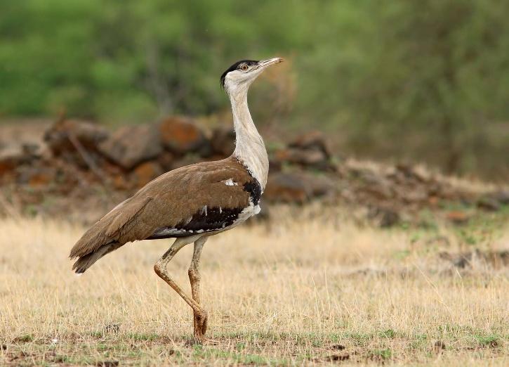 To Save The Great Indian Bustard - SC Orders Gujarat & Rajasthan To Use Underground Cables
