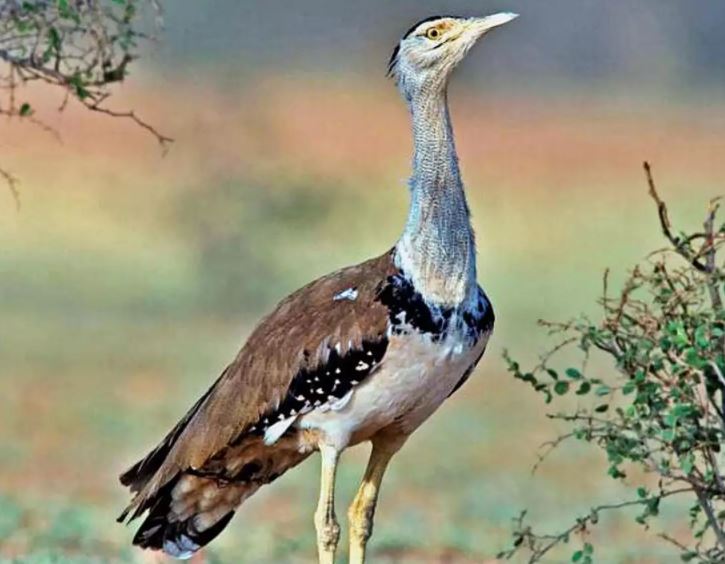 To Save The Great Indian Bustard SC Orders Gujarat Rajasthan To Use   2 607fe4c02213f 