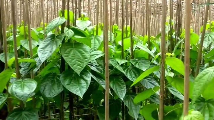 betel leaf plantation