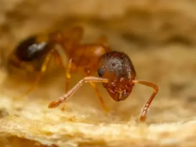 ants isolation man