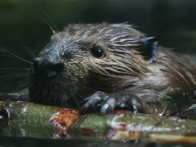 beaver canada internet