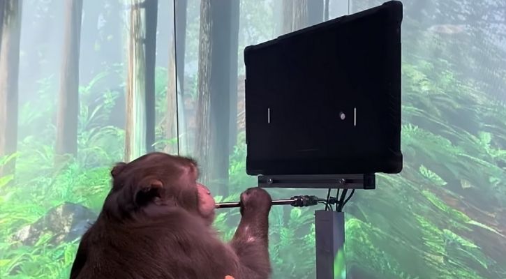 With Neuralink Chip In Brain, Monkey Controls Video Game Using Just His