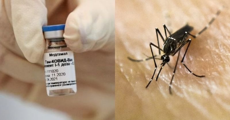 What If We Used Mosquitoes To Vaccinate People? Japan Actually Did