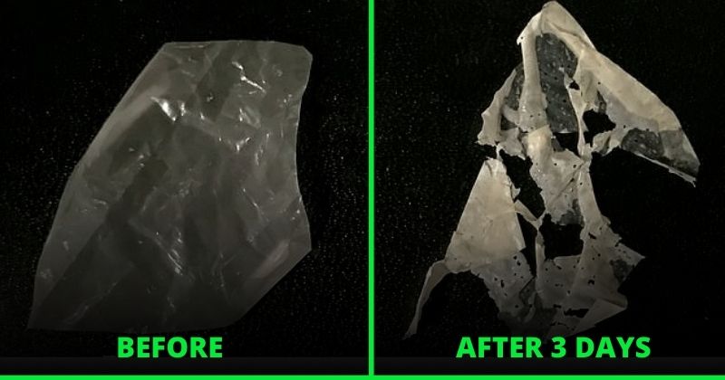 Scientists have created the world’s first truly biodegradable plastic that separates in a matter of days