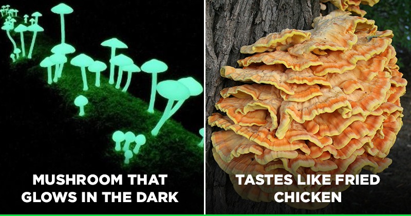 Fun Facts You Didn't Know About Mushrooms