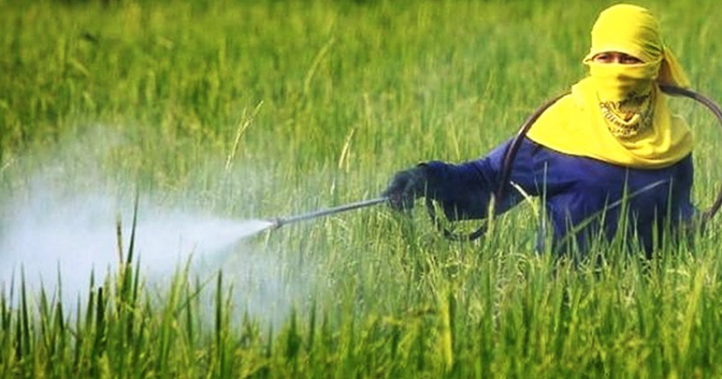 World’s Farming Land At Risk Of Pesticide Pollution, India Farmers Have ...