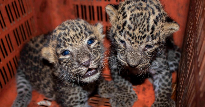 12 Leopard Cubs Reunited With Mothers After They Were Found From Maharashtra Sugarcane Fields