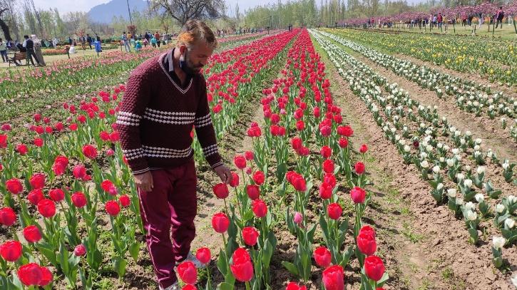 A day In The Life Of A Tulip Gardener in Kashmir