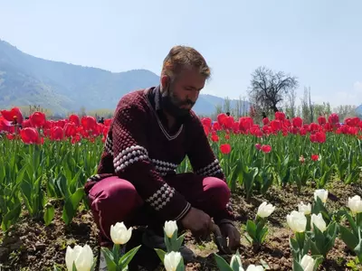 Manzoor Ahmad Tulip Gardener in Kashmir