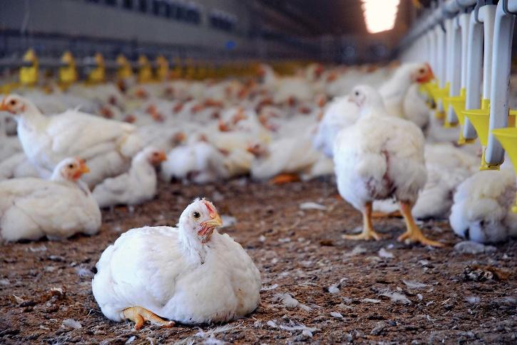 Poultry Farmer In Maharashtra Approaches Police As Hens Stop Laying Eggs