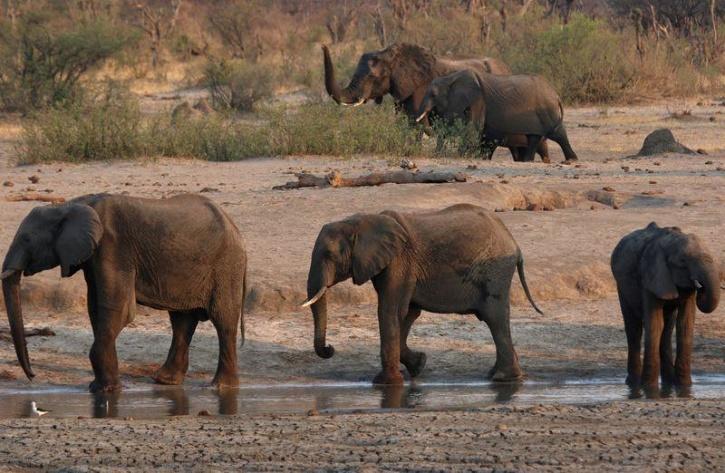 Zimbabwe elephants 