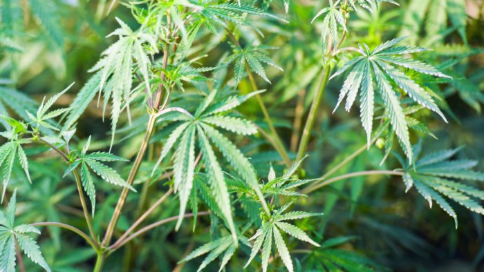 two arrested for growing cannabis in flat 