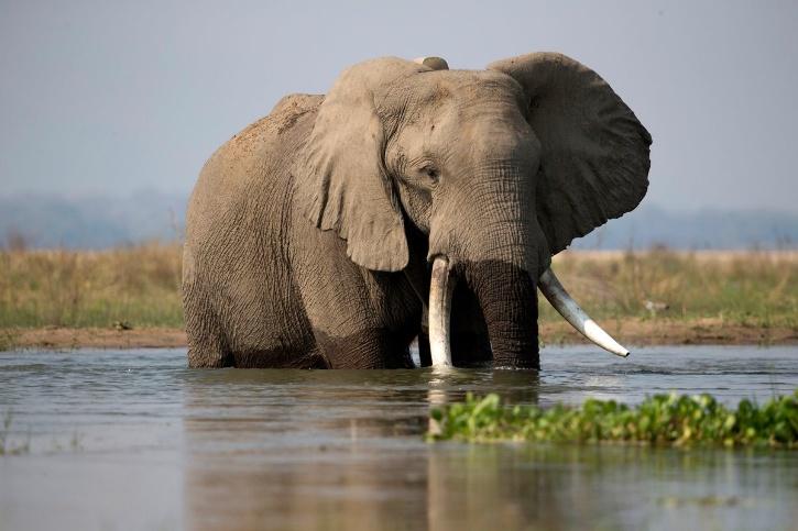 Zimbabwe Elephants Hunting Rights