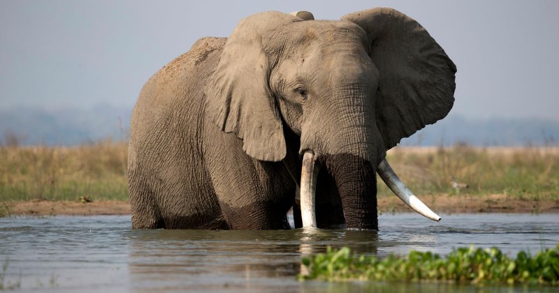 Zimbabwe Selling Rights To Hunt 500 'Endangered' Elephants