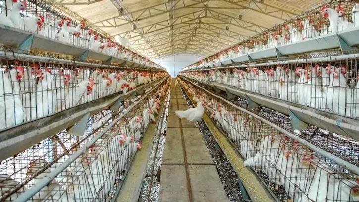Maharashtra Poultry Farm  