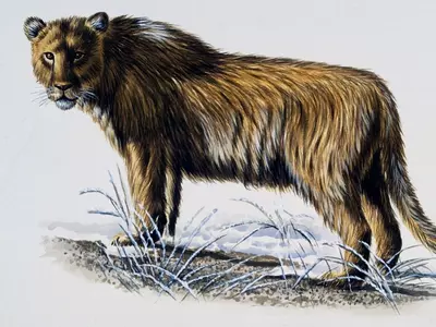 Eurasian cave lion art