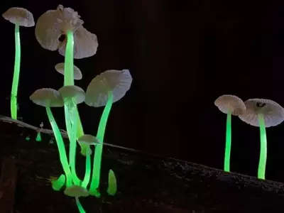 glow-mushrooms