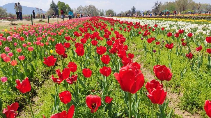 Manzoor Ahmad Kashmir tulip garden