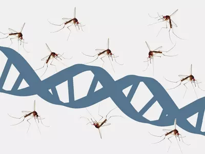 malaria gene editing mosquito