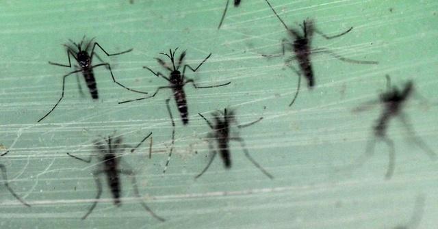 Mosquitoes genetic mutation malaria