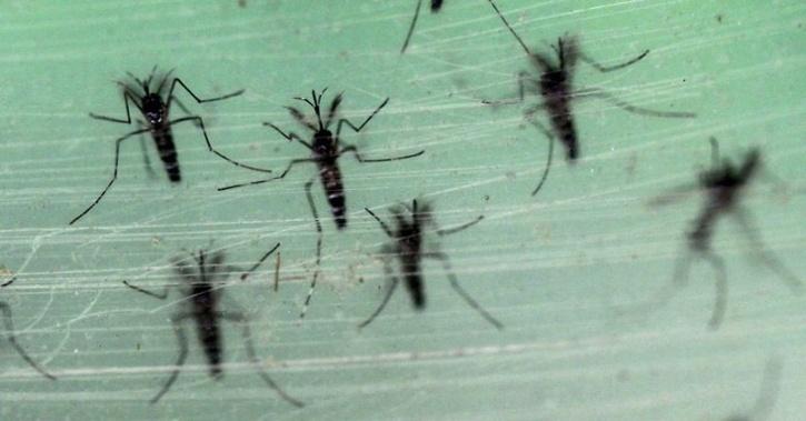 mosquito genetic mutation malaria