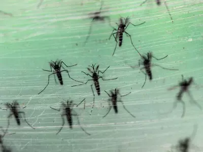 Mosquitoes genetic mutation malaria