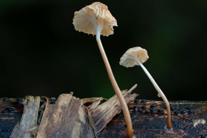 mushrooms meghalaya
