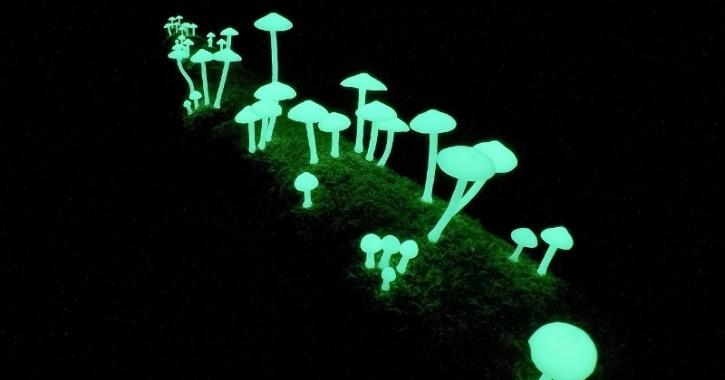 mushrooms glow meghalaya