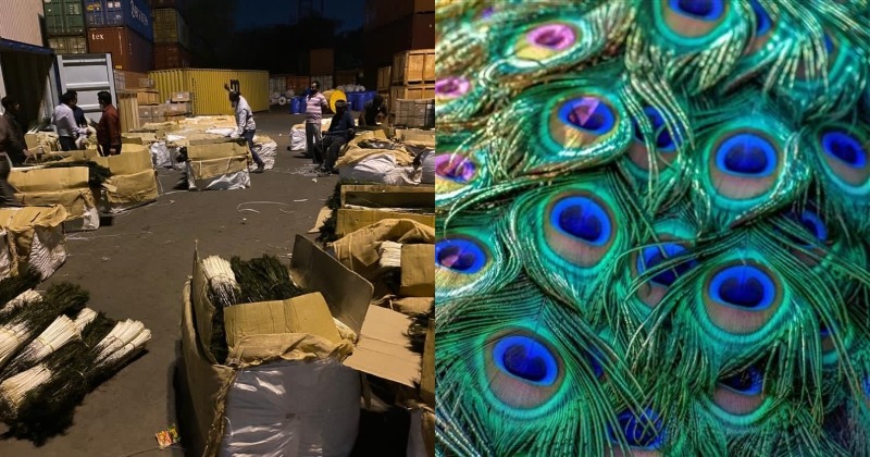 National Bird In Danger? 21 Lakh Peacock Feathers Were Being Smuggled To  China, CBI To Probe