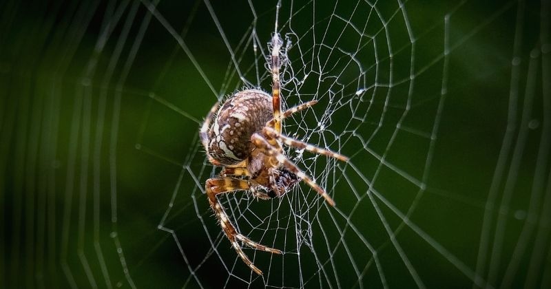 Spider that uses its web to expand its hearing capabilities (Update)