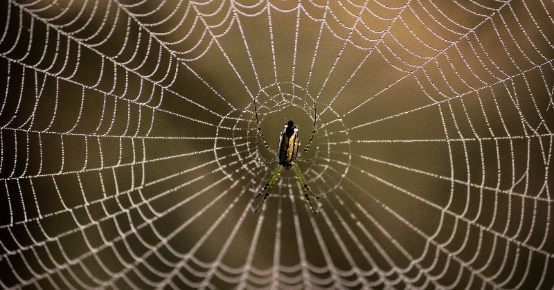 Spider Uses Its Web Like a Giant Engineered Ear