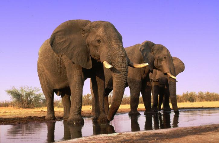 Zimbabwe elephants 