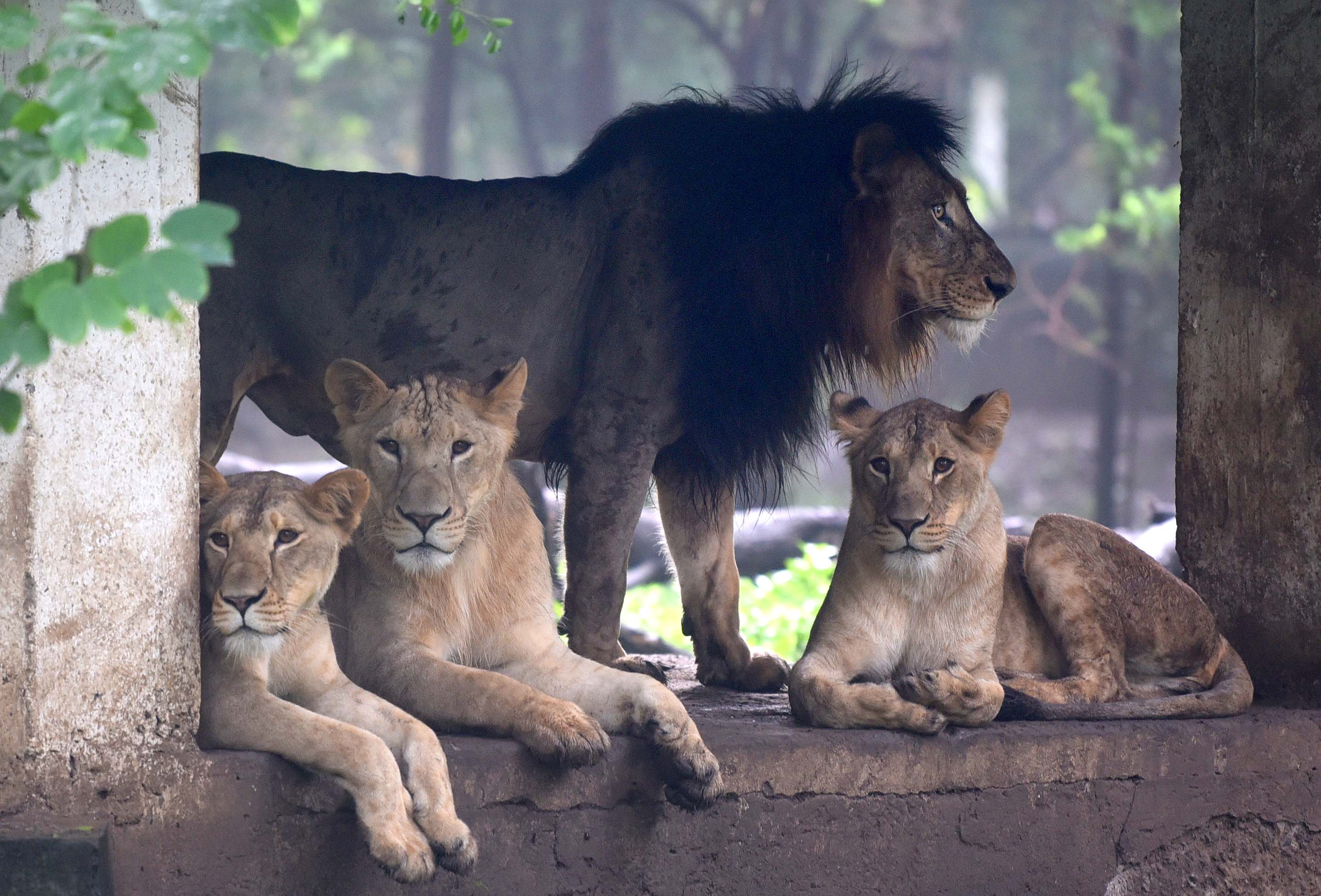 World Lion Day 2021 How Asiatic Lion Population In India Made A