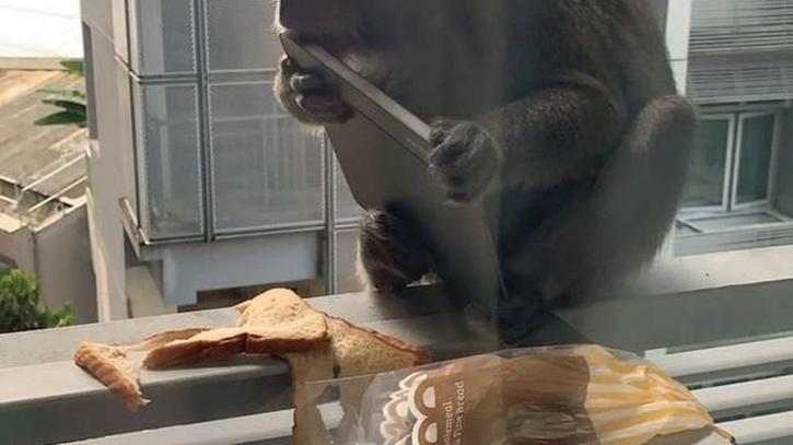 Monkey eats tablet