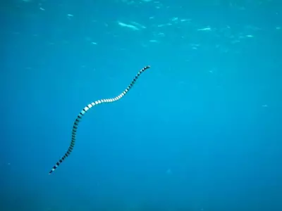Sea Snakes Are Attacking Humans Because They're Horny, Scientists Claim