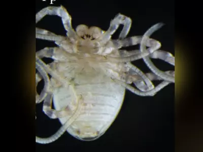 Scientists Mutate Critter To Create Ghastly Spider-Like Creature With Short Legs