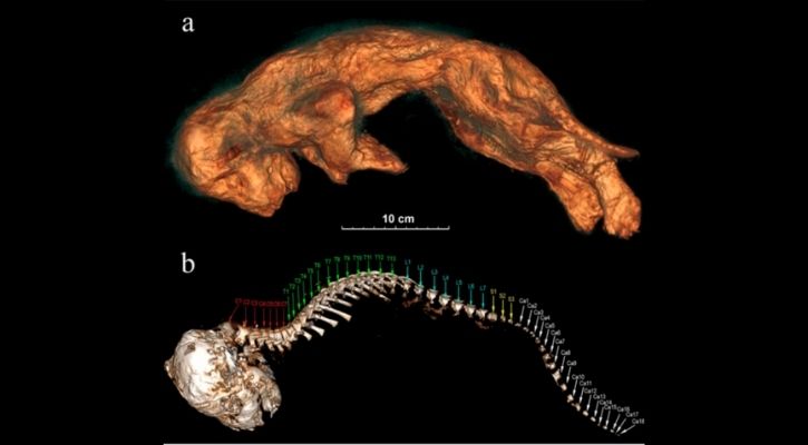 43,000-Year-Old Frozen Lions Cubs Discovered in Russia