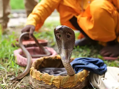 A rescued cobra