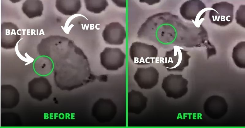 How White Blood Cells Chase And Destroy Harmful Bacteria In Our Body