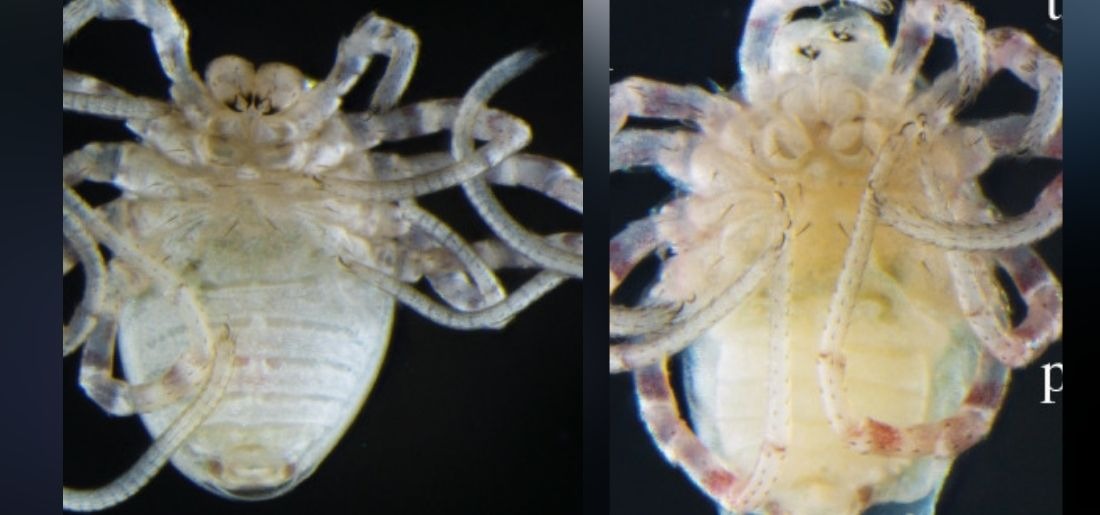 scientists-mutate-critter-to-create-ghastly-spider-like-creature-with