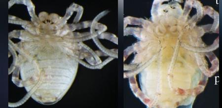 Scientists Mutate Critter To Create Ghastly Spider-Like Creature With Short Legs