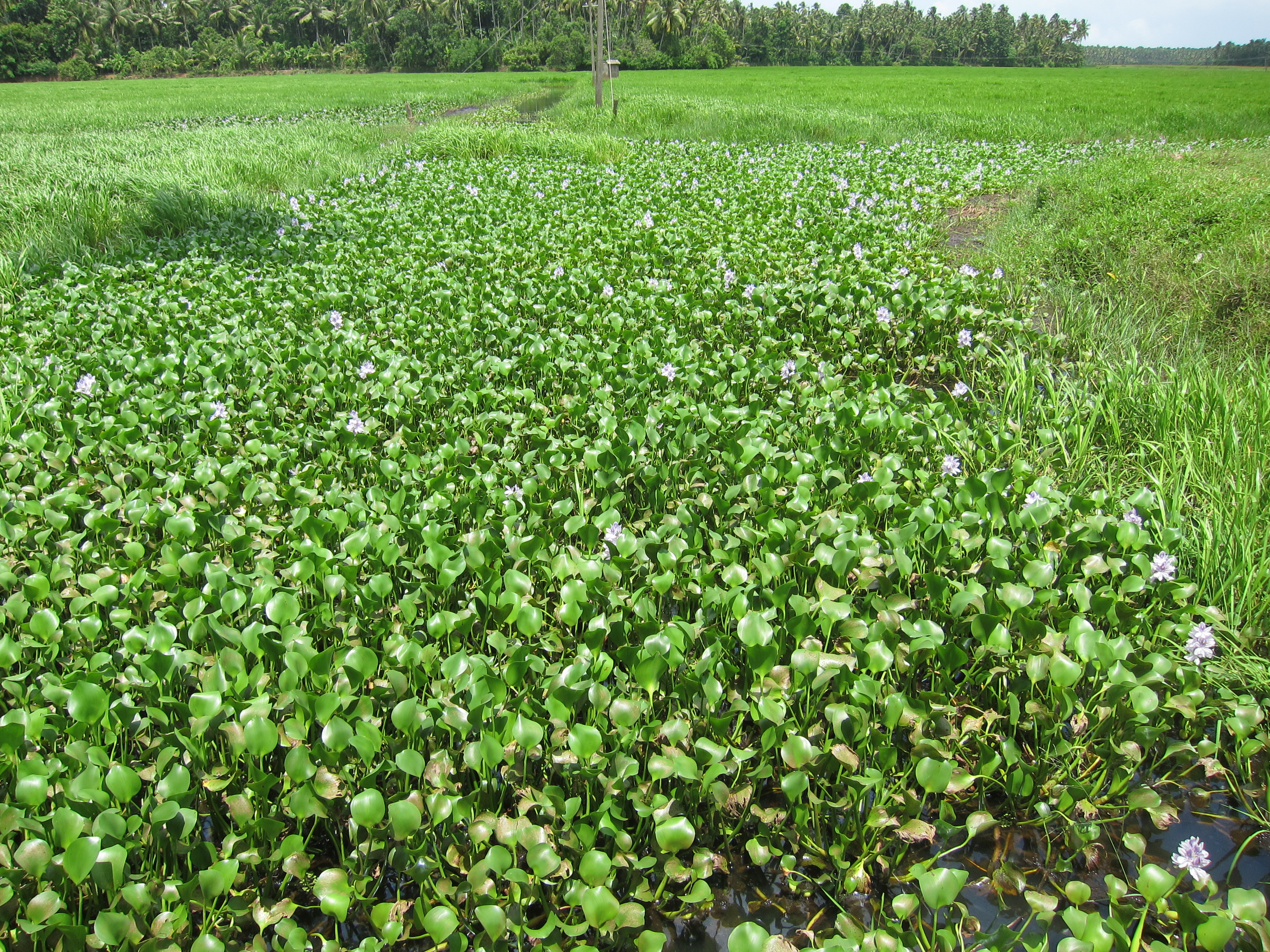 water hyacinth