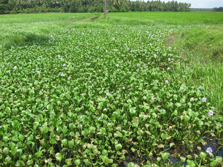 water hyacinth