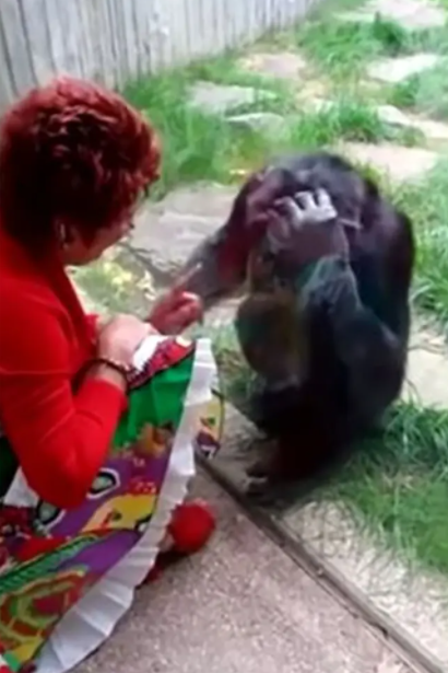 Woman Ban From Visiting Chimpanzee In Zoo