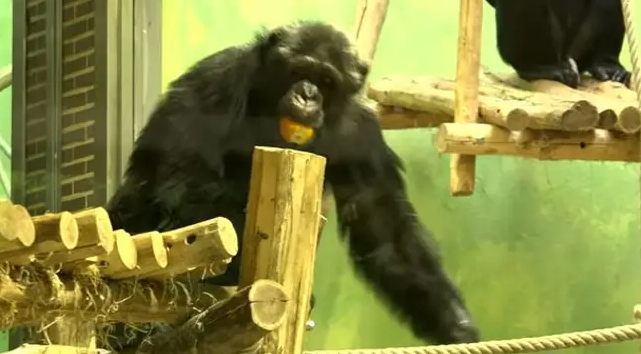Woman Ban From Visiting Chimpanzee In Zoo