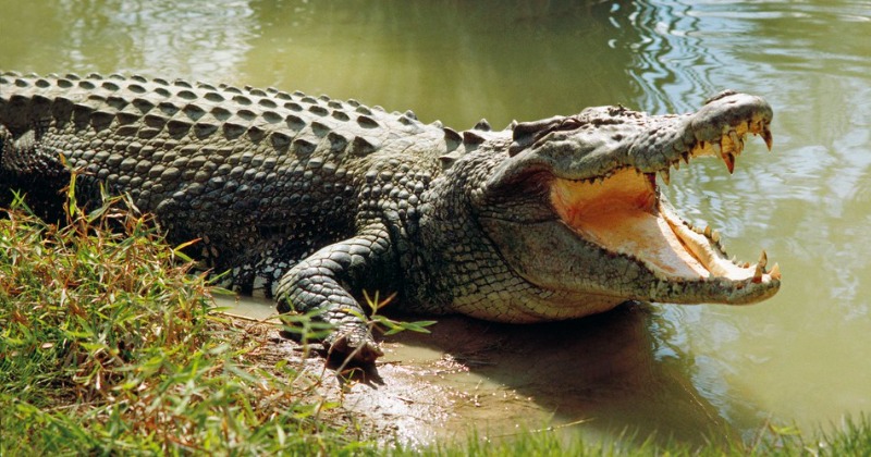 Shocking: Man Bites 10-Foot Crocodile On Its Eyelid In Australia After ...