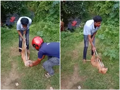 Dog recued Bhubaneshwar