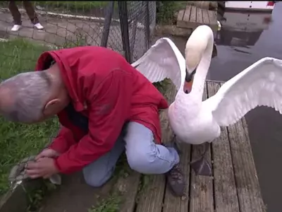 mother swan attacks man
