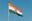 indian flag in delhi